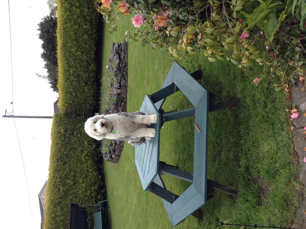 Riverwalk House B&B Oughterard Eksteriør billede